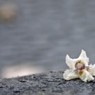 Capital del dolor I (Volvería a encontrarte sin haberte buscado)